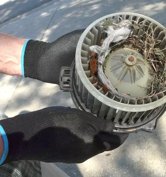 About Air Duct Mice Removal in Cloverleaf, TX